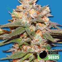 Big Bomb Auto – Bomb Seeds