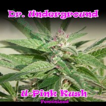 U-Pink Kush – Dr. Underground