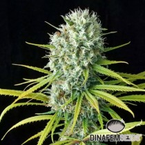 Original Amnesia Dinafem