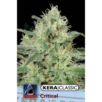 Critical Jack – Kera Seeds