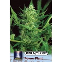 Dutch Powerplant – Kera Seeds