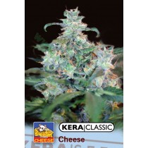 Amsterdam Cheese – Kera Seeds