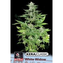 White Widow – Kera Seeds