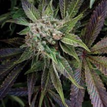 Auto Blue Pyramid – Pyramid Seeds