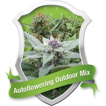 Autoflowering Outdoor – Royal Queen