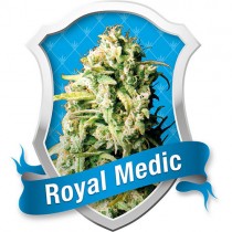Royal Medic – Royal Queen