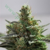 B-Cheese – Vulkania Seeds