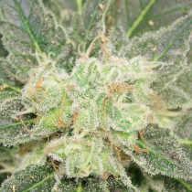 Super Moby – Vulkania Seeds
