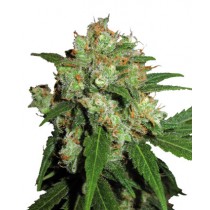 Sensi Skunk fem sensi seeds