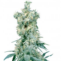 American Dream Reg. Sensi Seeds