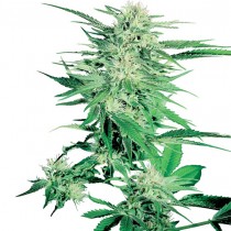 Big Bud Reg. Sensi Seeds