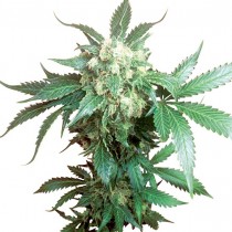 Black Domina Reg. Sensi Seeds