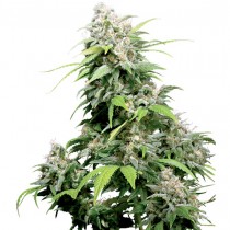 California Indica Reg. Sensi Seeds