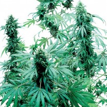 Early Skunk Reg. Sensi Seeds