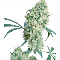 Ed Rosenthal Super Bud Reg. Sensi Seeds