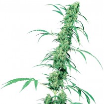 Fruity Juice Reg. Sensi Seeds