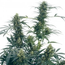 Guerrilla's Gusto Reg. Sensi Seeds