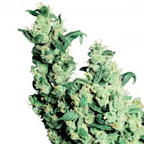 Jack Herer Reg. Sensi Seeds