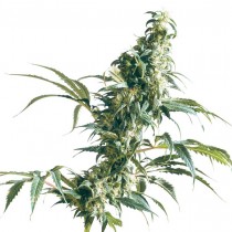 Mexican Sativa Reg. Sensi Seeds