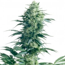 Mother Finest Reg. Sensi Seeds