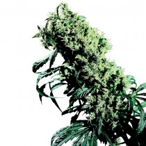 Northern Lights #5 x Haze Reg. Sensi Seeds