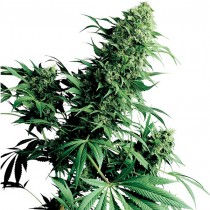 Shiva Shanti 1 Reg. Sensi Seeds