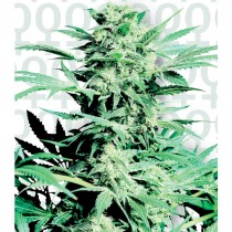 Shiva Skunk Fem. Sensi Seeds