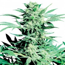 Shiva Skunk Reg. Sensi Seeds