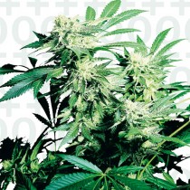 Skunk Kush Fem. Sensi Seeds