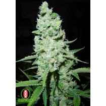 Ak-47 Regular - Serious Seeds