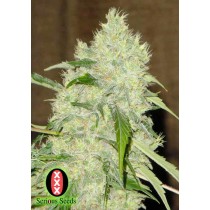 Bubble Gum - Serious Seeds