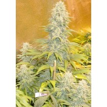 Double Dutch Regular - Serious Seeds