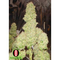 White Russian Femenina - Serious Seeds