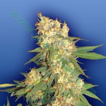 Aurora B Regular – The Flying Dutchmen