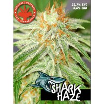 Shark Haze – Pure Seeds