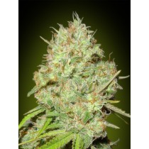 semillas Shark Widow de Advanced Seeds