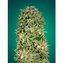 semillas Shark Widow CBD de Advanced Seeds