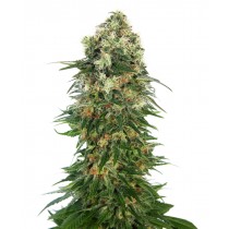 Shiva Skunk Auto - Sensi Seeds