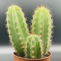 Cactus San Pedro (Echinopsis Pachanoi) 10cm 