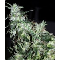 Haze Special Regular – K.C Brains