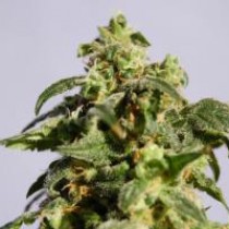 Power Skunk – Kannabia Seeds