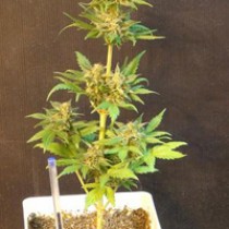 Flash Auto – Kannabia Seeds