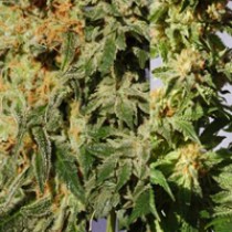 Crystal Mix – Kannabia Seeds