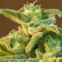 Afrodite Max Auto – Kannabia Seeds