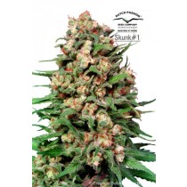 Skunk -1 Regular – Dutch Passion