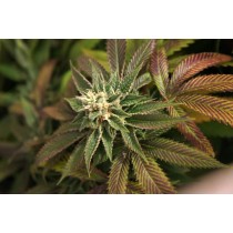 Skunkage Regular – T.H. Seeds