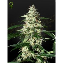 Skunk Auto - Green House Seeds