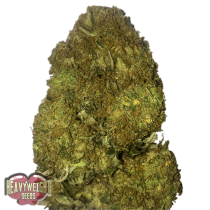 comprar semillas skunky monkey de heavyweightseeds