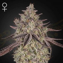 Sky Walker Auto - Green House Seeds