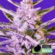 Ice Bomb – Bomb Seeds